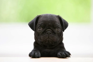 Pug Dog Wallpapers 135003