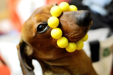 Desktop Wallpapers · Gallery · HD Notebook · Patient Dog Netbook ...