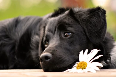 Free Cute Black Dog With Flower Computer Desktop Wallpapers ...