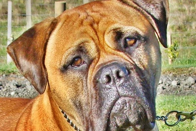 Bullmastiff Dog HD Desktop Wallpapers