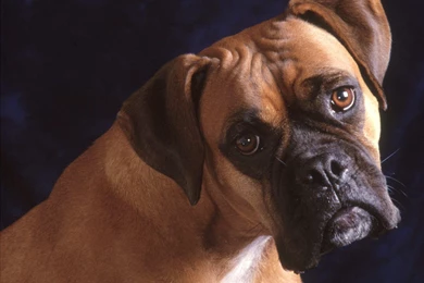 Bullmastiff Dog Desktop Wallpapers