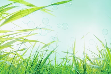 Green Grass Wallpapers In Spring Photos Of Feel Spring Atmosphere ...