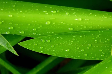 Fresh hd green wallpapers.jpg