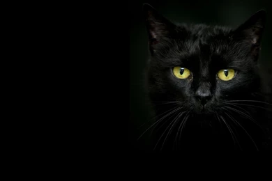 Beautiful Black Cat On A Dark Backgrounds Wallpapers And Images ...