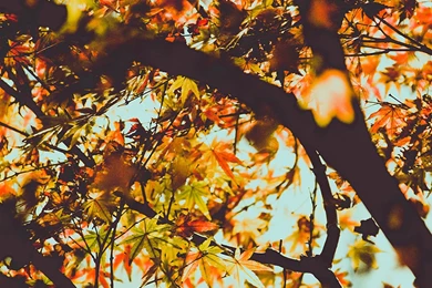 Autumn iPad Wallpapers