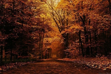 Fall Wallpapers Hd Wallree16