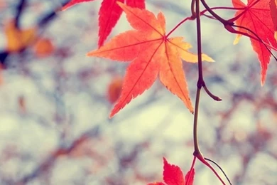 Autumn Scene Red Leaves iPhone 5 Wallpapers