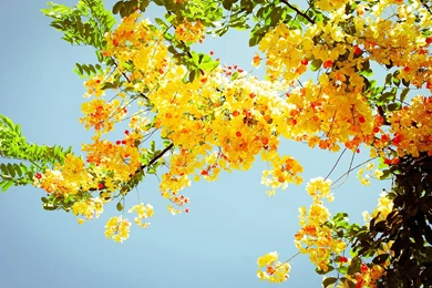 Free Summer Wallpapers