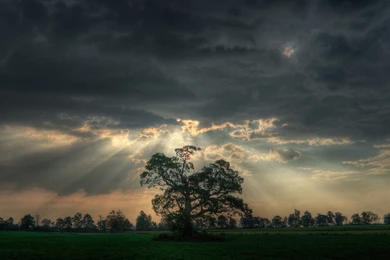 Sunshine On Lonely Tree Wallpapers Nature Wallpapers