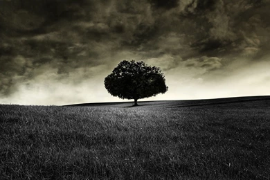 Dark Lonely Tree Wallpapers   Photography Wallpapers