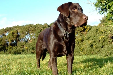 Chocolate Lab Wallpapers