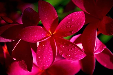 HD Flower Wallpapers