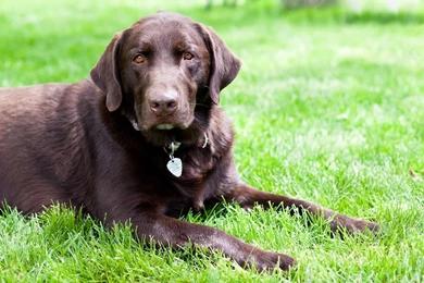 Yellow Labrador Hunting   Wallpaper.