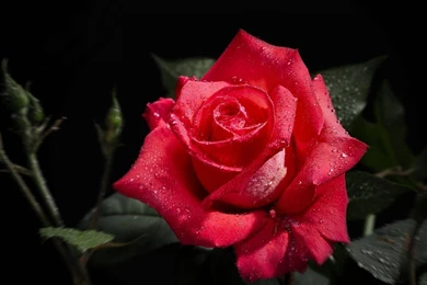 Rose Flower Background Images HD Wallpaper.jpg