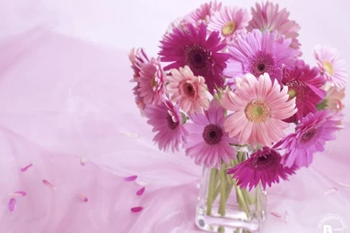 Gerbera Daisy Arrangement Hd Flower Wallpapers For PC Your HD ...