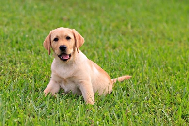 Labrador Retriever Wallpapers In HD   Cute Lab