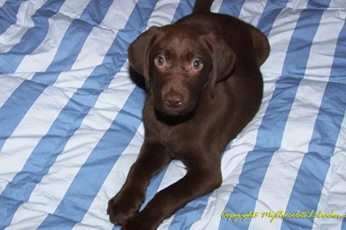 Free Chocolate Labrador Wallpapers