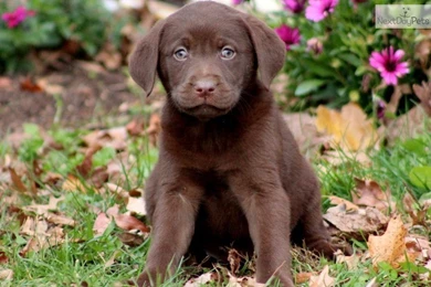 Top Cutest Chocolate Lab Puppy Images For Pinterest