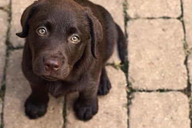 6 Cute Chocolate Labrador Puppies Images