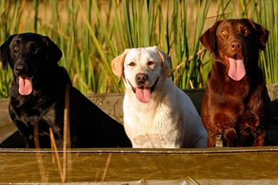 44 Labrador Retriever HD Wallpapers