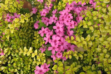 Jasmine Flower Wallpapers Wide