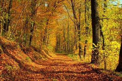 Autumn Wallpapers II (Mac)   Download