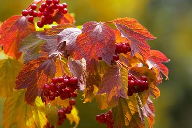 Leaves And Berries In The Fall Backgrounds Wallpapers