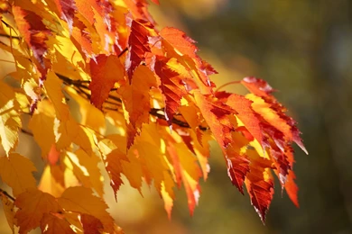 Download Wallpapers 2560x1440 Leaves, Autumn, Dry Mac iMac 27 HD ...