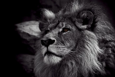 Lion Black And White Wallpapers HD 3113   HD Wallpapers Site