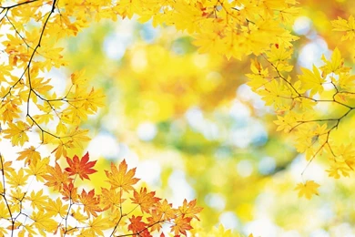 Fall Leaf HD Wallpapers For Mac Attachment 11048   Amazing Wallpaperz