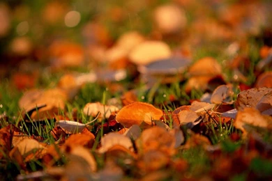 Autumn Archives   Page 4 Of 4   HD Wallpapers Source