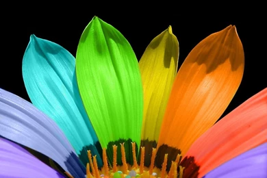 Colorful Flower Bright Colors Wallpapers