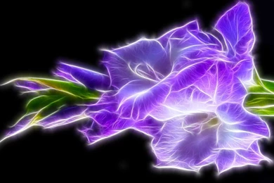 Glowing With Color   Bright Colors Wallpapers (18999562)   Fanpop