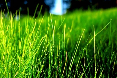 Green Grass :)   Bright Colors Wallpapers (20523848)   Fanpop