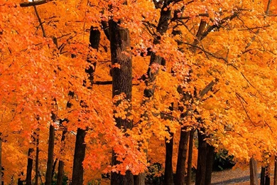 Fall ipad wallpaper 5.jpg