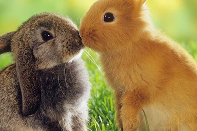 Easter ipad wallpaper 3.jpg