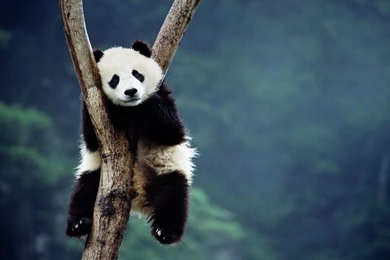 Panda Wallpapers Backgrounds.jpg