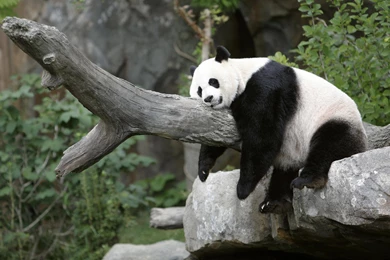 Animal lovers panda wallpaper1.jpg