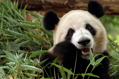 11 Wonderful HD Panda Wallpapers   HDWallSource.com