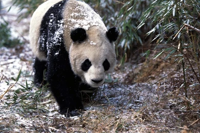 177 Panda HD Wallpapers