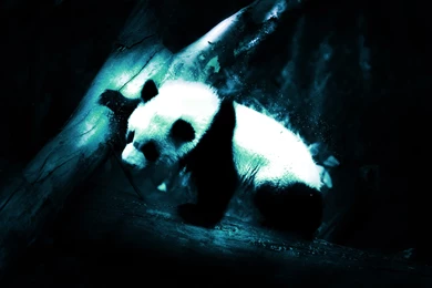 Abstract Artwork Blue Design Panda Bears Best Widescreen