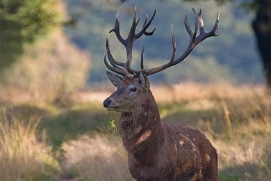 Deer Wallpaper Backgrounds