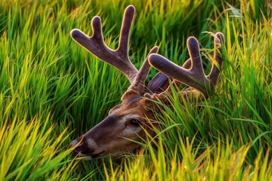 378 Deer HD Wallpapers