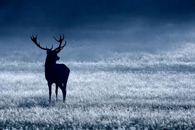 Deer Silhouette Wallpaper.jpg