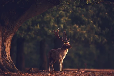 Deer: Deer Animal Tree Horn Backgrounds Pictures For HD 16:9 High ...