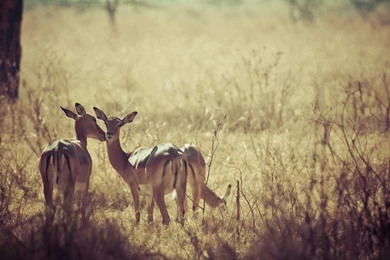 Download Wallpapers 3840x2160 Deer, Nature, Background, Grass ...