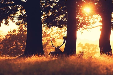 Deer Hd Wallpapers   Wallpapers