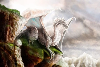 White Dragon Pictures   HD Wallpapers Pretty