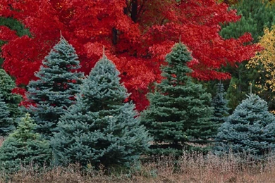 Desktop Wallpapers · Gallery · HD Notebook · Mixed Forest Laptop ...