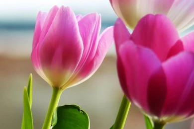 Hd Wallpapers For Laptop 1366x768 Free Download   Arabian Horses ...